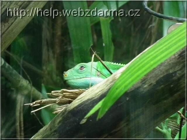 Leguan