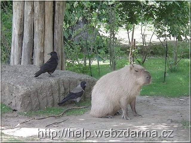Wasserschwein