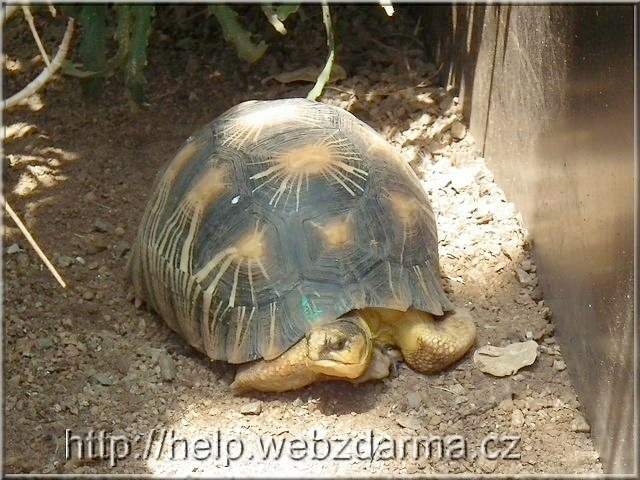 Strahlenschildkrte