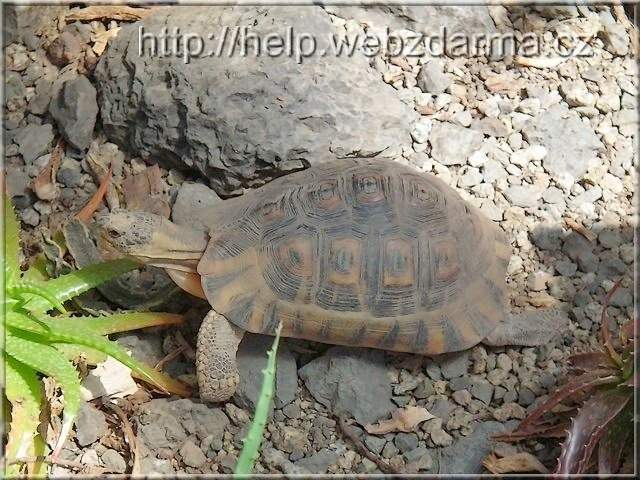 Schildkrte