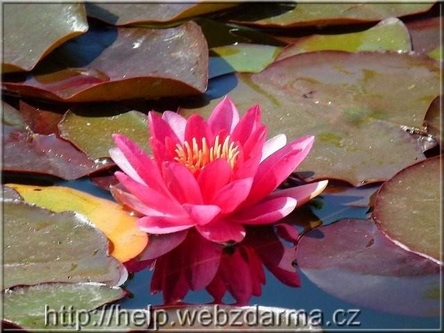Seerose