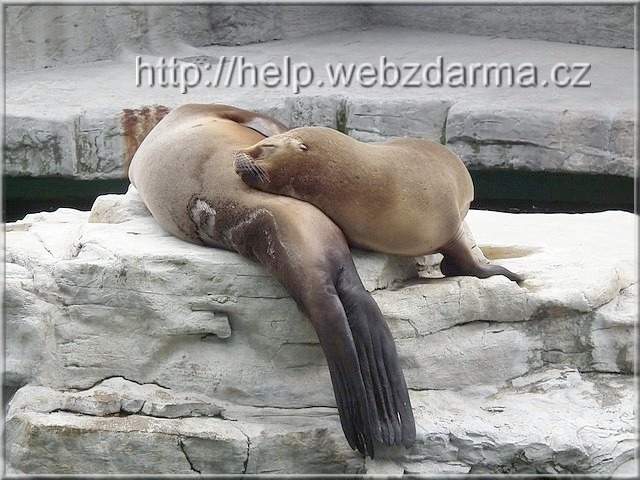 Mhnenrobbe