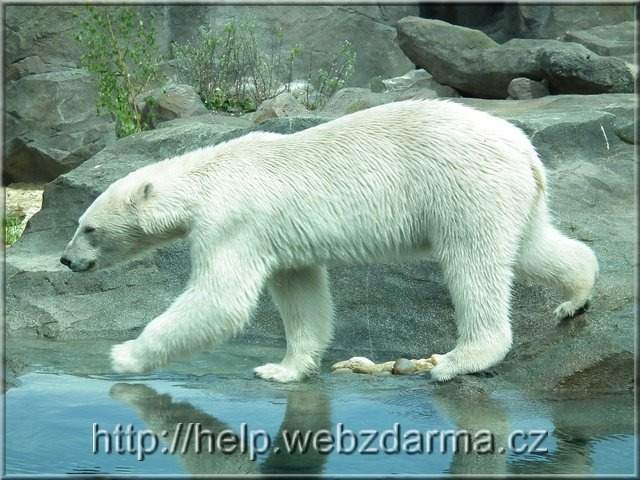 Eisbr