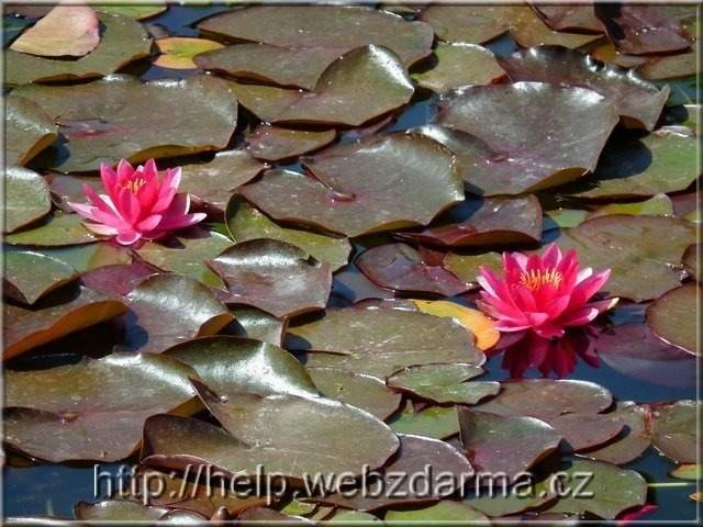 Seerose
