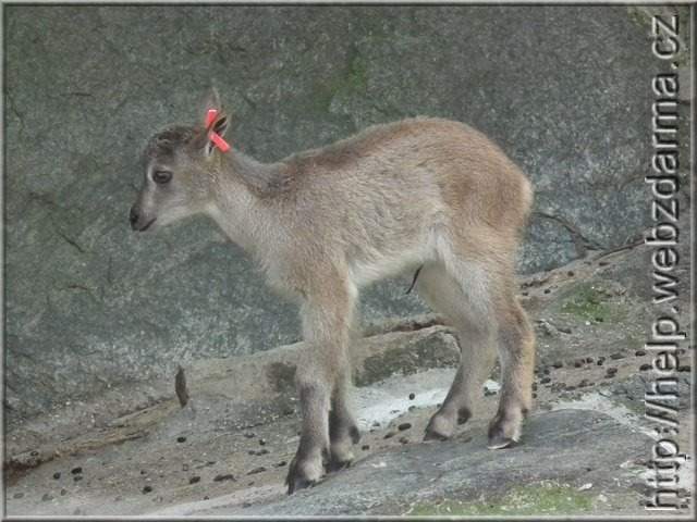 Mhnenspringer