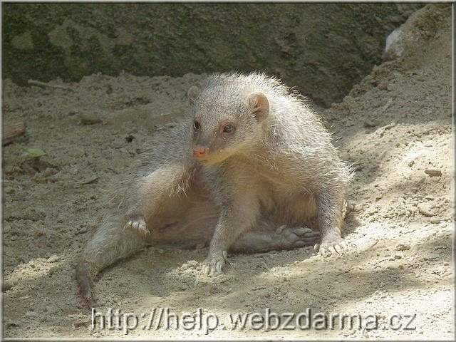 Zebramanguste
