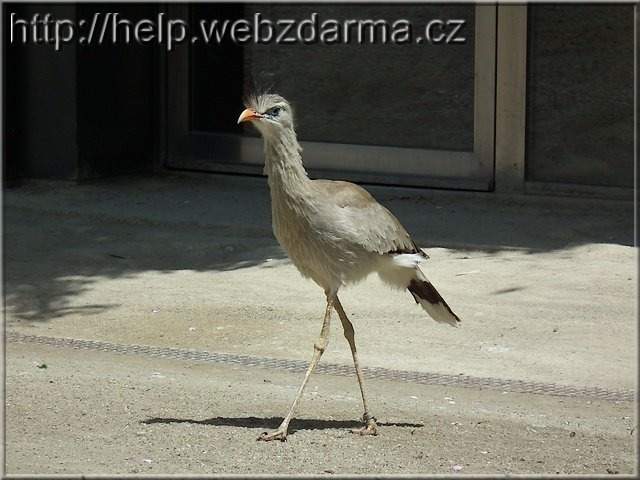 seriema