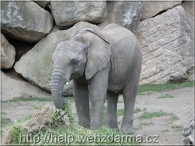 Elefant