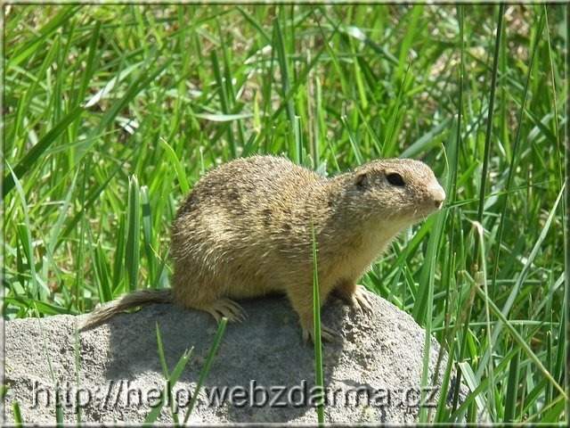 Ziesel