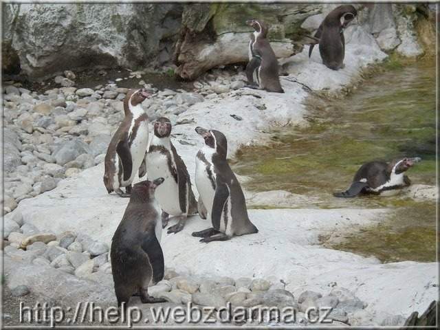 Humboldtpinguin