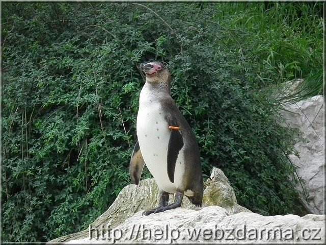 Humboldtpinguin