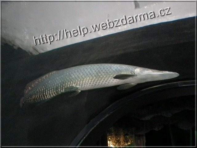 Arapaima