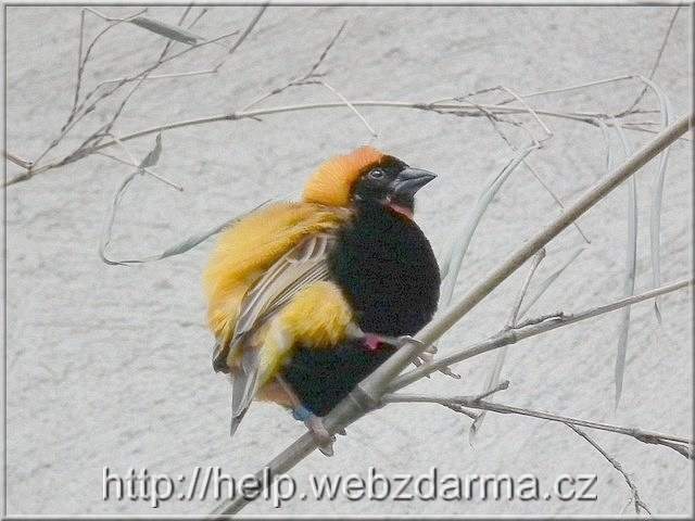 Oryxweber