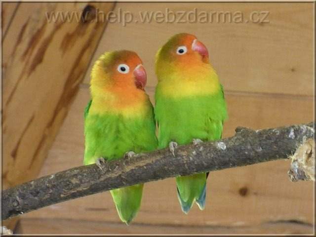 agapornis