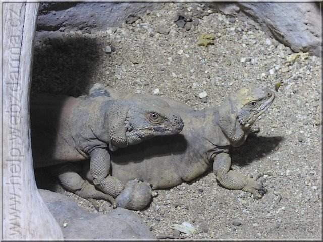 leguan
