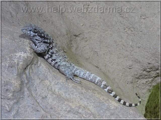 leguanek