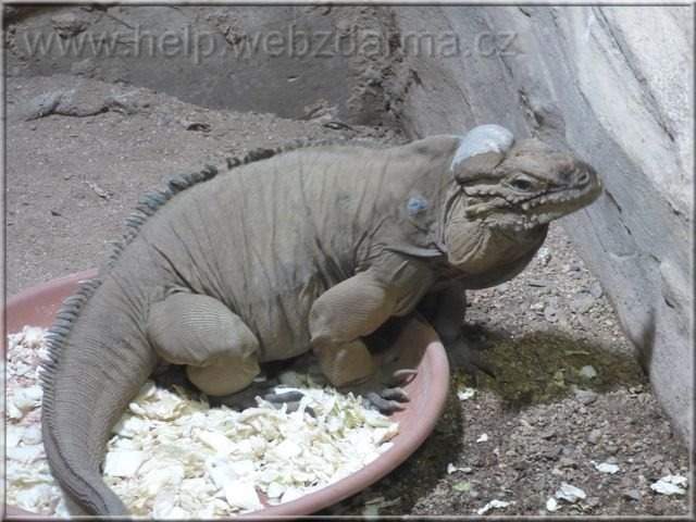 leguan